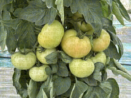 Thrips sur culture de tomates sous abri